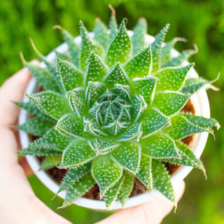 Sen đá sao biển trân châu 9-11cm