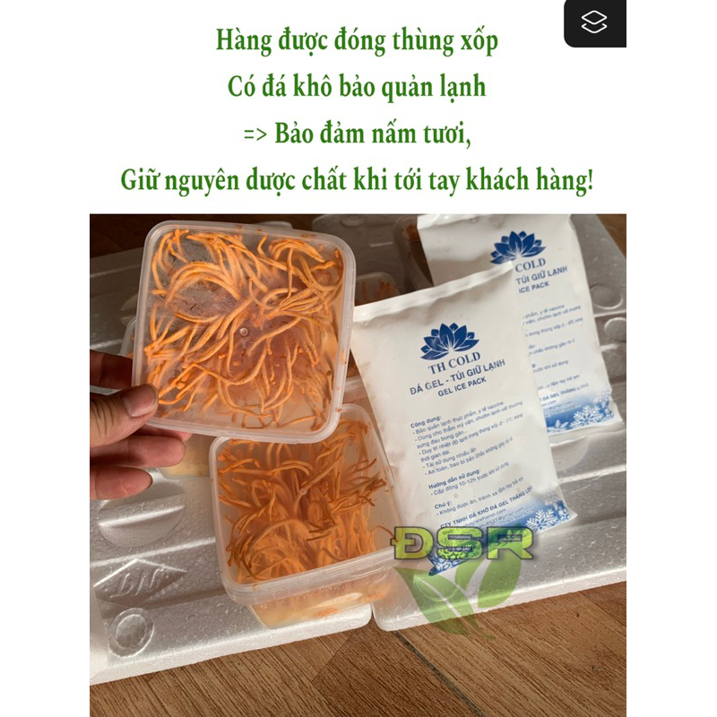 Đông Trùng Hạ thảo Tươi  - mua 3 tặng 1
