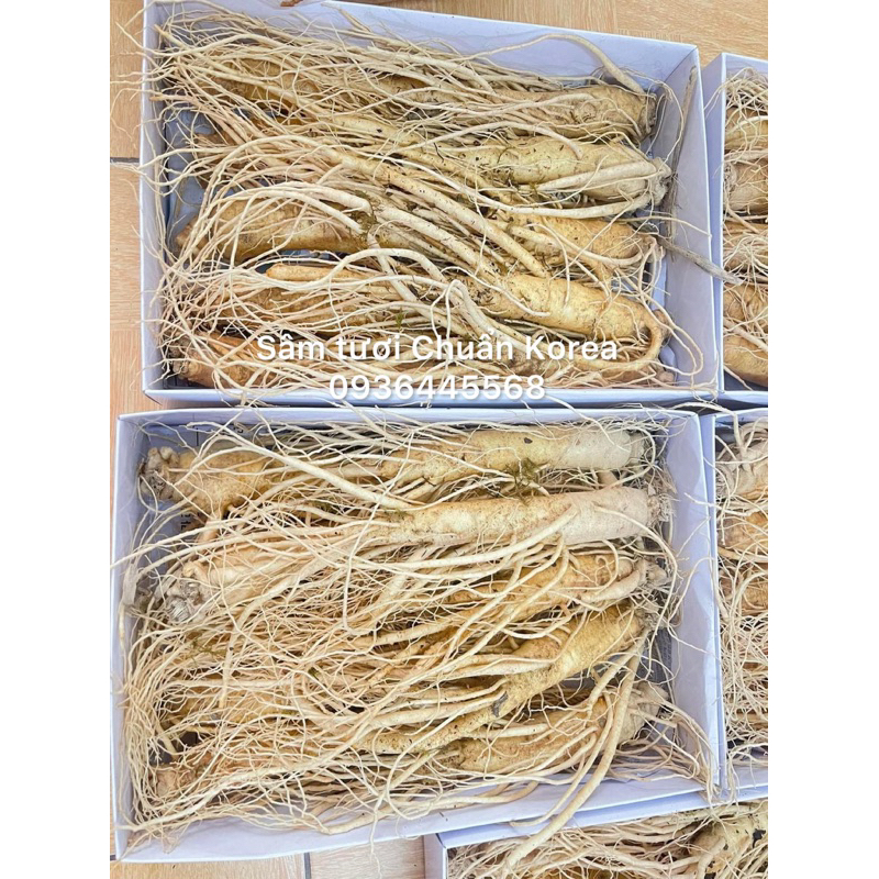 Sâm Tươi Loại 10 Củ/1Kg - Sâm Hàn Quốc 6 Năm Tuổi