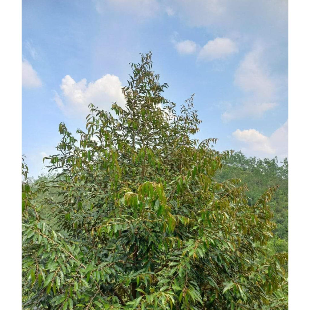 AMINO ACID + TE KÉO ĐỌT BUN CHỒI XANH CÂY TỐT LÁ Chai 500ml