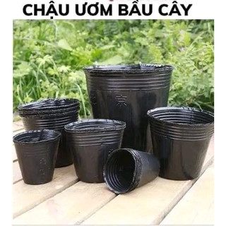 1 Kg Bầu ươm cây