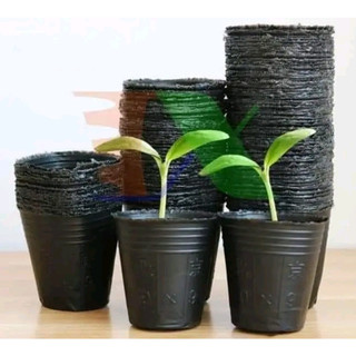 1 Kg Bầu ươm cây