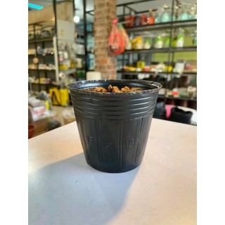 1 Kg Bầu ươm cây