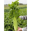Hạt - 10 cây giống cần tây mỹ bẹ to hàng vỉ cây ảnh 2