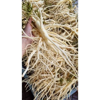 Sâm dây ngọc linh tươi 10 đến 12 củ/1kg nguyên bản ko rửa