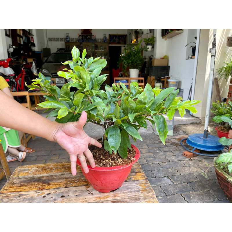 Mai cúc vạn thọ hương SIÊU BÔNG chơi tết 2024