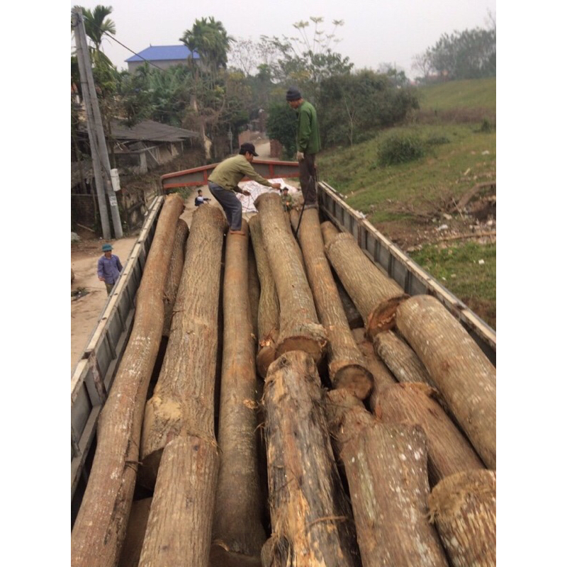 Thanh gỗ xoan ta R5cm-C2,5cm-D60cm