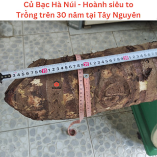 1kg Củ Bạc Hà Núi Tươi ( Hoành 58cm) Siêu Khủng - Vùng Núi Rừng Dăk Lăk - Trên 30 năm tuổi - Hoành Trên 50cm.