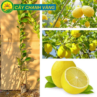 Cây chanh vàng mỹ nhập khẩu 100%