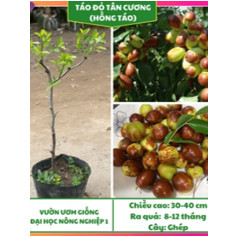 Cây hồng táo, cây táo đỏ tân cương, cây táo giống - caygiong-f1