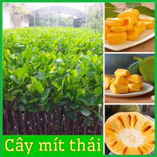 CÂY GIỐNG MIT THÁI  CHO QUẢ SAU 16 THÁNG TRỒNG CÂY CAO 80CM