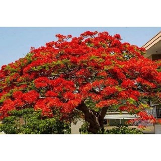 Hạt giống cây phượng vĩ 20H