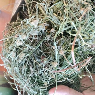 cây Cỏ bạc đầu khô/tươi (500g)