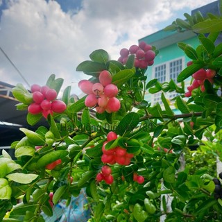Hạt giống Siro gói 30 hạt