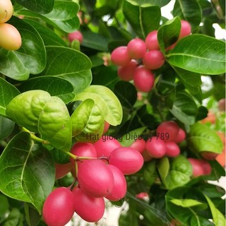 Hạt giống Siro gói 30 hạt