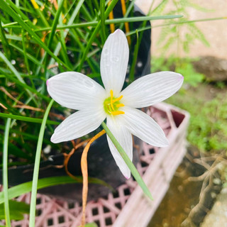 Củ huệ mưa màu trắng ( 10 củ )