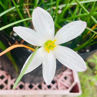Củ huệ mưa màu trắng ( 10 củ )