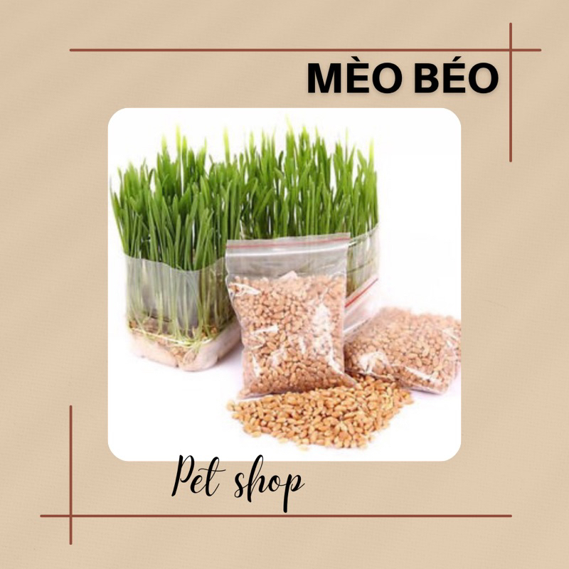 Hạt giống cỏ mèo gói chiết 10gr, đồ cho mèo