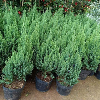Sơn tùng noel đủ size