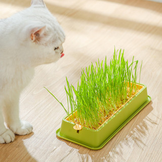 Hạt giống cỏ mèo tươi - cỏ lúa mạch cho mèo - mờ mập petshop