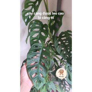 Trầu bà lỗ