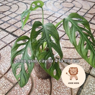 Trầu bà lỗ