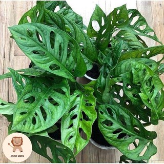Trầu bà lỗ