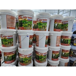 Xô kéo đọt - mập thân