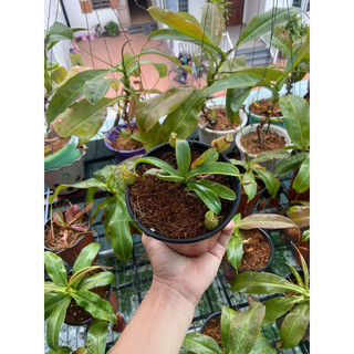 Cây bắt côn trùng, cây nắp ấm mini gieo hạt