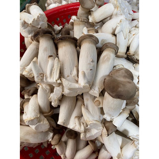 Nấm đùi gà
