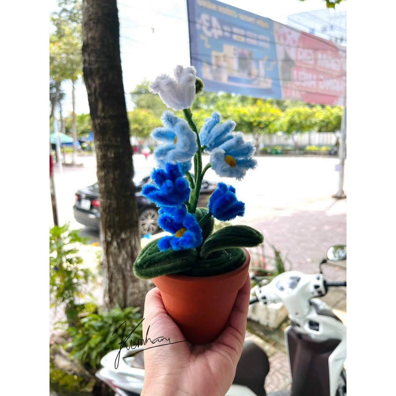 Chậu Hoa Kẽm Nhung Homemade đáng yêu