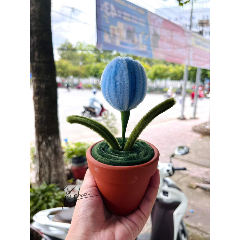 Chậu Hoa Kẽm Nhung Homemade đáng yêu