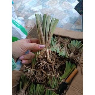 củ huệ hương kép tím