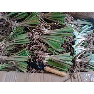củ huệ hương kép tím