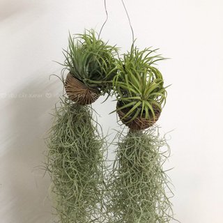 Cây Không Khí ( Tillandsia Usneoides ) treo