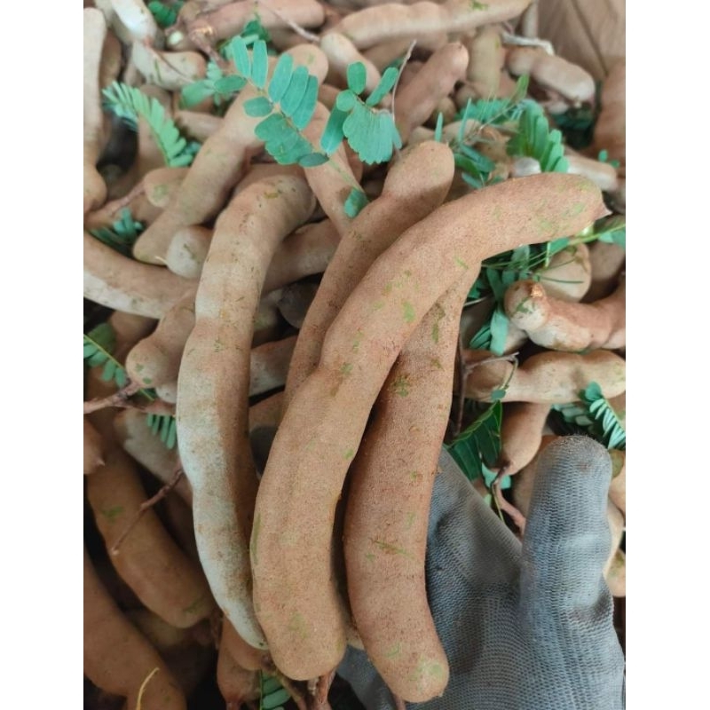 Me xanh ngon ngon chấm súp chẩm chéo 1KG
