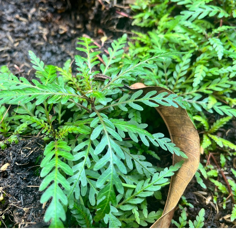 Liễu răng cưa thủy sinh trung cảnh - M