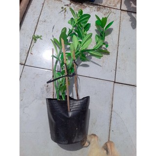 Hỏa tốc Chậu cây thạch anh, cây công đức