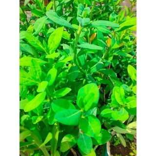 Hỏa tốc Chậu cây thạch anh, cây công đức