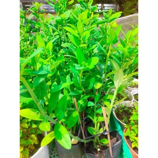 Hỏa tốc Chậu cây thạch anh, cây công đức