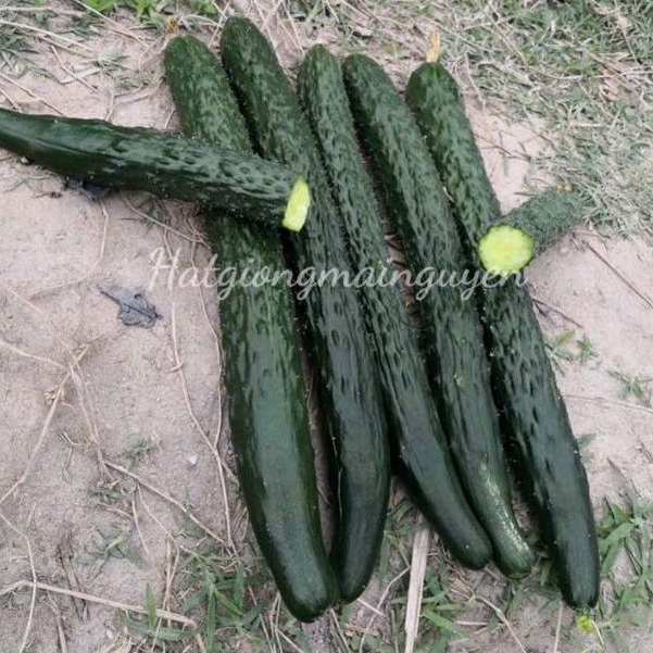 40 Hạt giống dưa chuột gai siêu dài F1_ Chuẩn trái, nảy mầm 99%