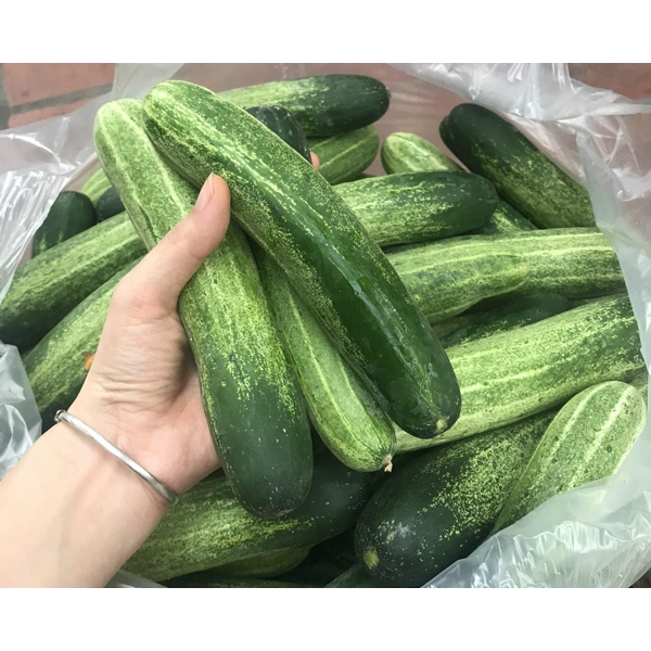 Dưa Chuột Hữu Cơ Nhà Trông An Toàn Vệ Sinh Thực Phẩm