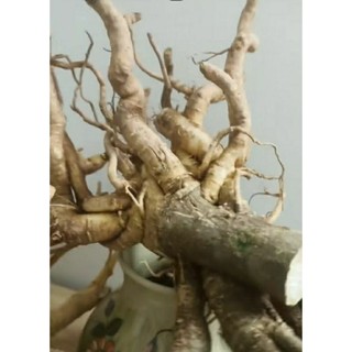 1kg Củ rễ đinh lăng tươi ngâm rượu, chuẩn loại lá nhỏ