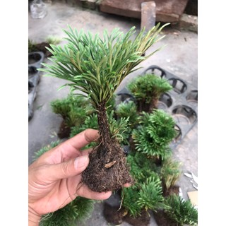 cây trường sinh thảo bonsai