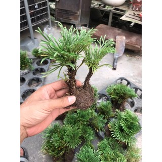 cây trường sinh thảo bonsai