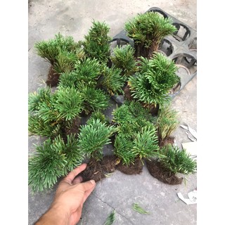cây trường sinh thảo bonsai