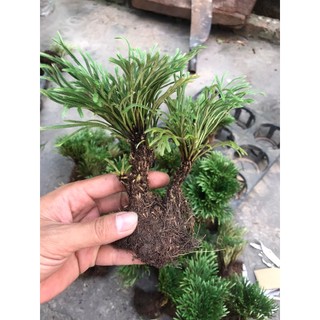 cây trường sinh thảo bonsai