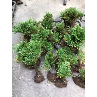 cây trường sinh thảo bonsai
