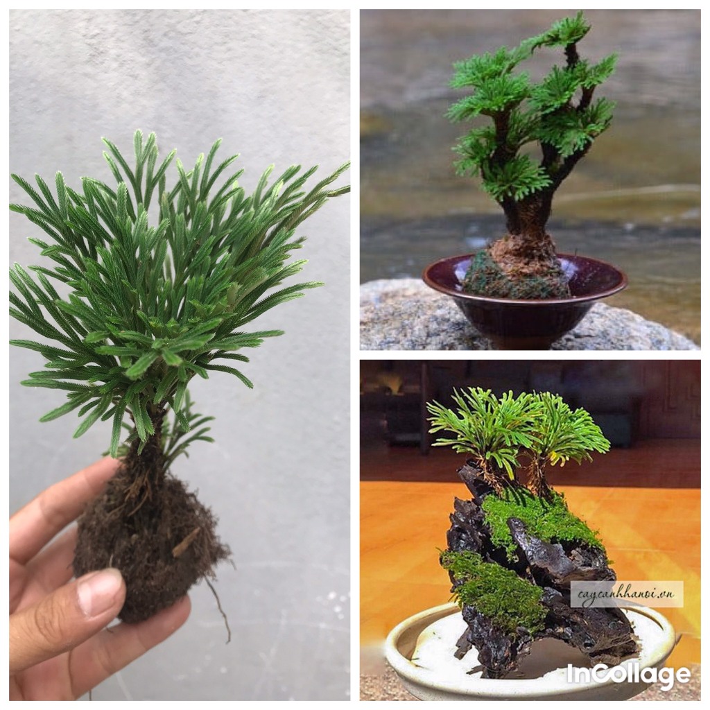 cây trường sinh thảo bonsai