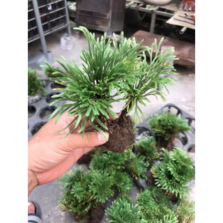 cây trường sinh thảo bonsai